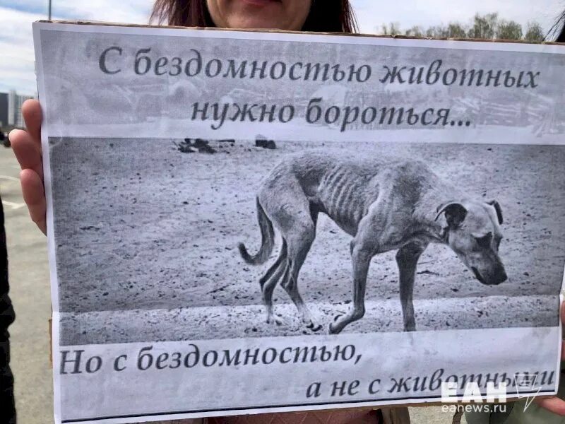 Против эвтаназии животных. Против эвтаназии бездомных животных. я против эвтаназии. приют для животных в челябинске.