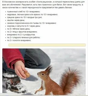 Чем кормить белок зимой в кормушке