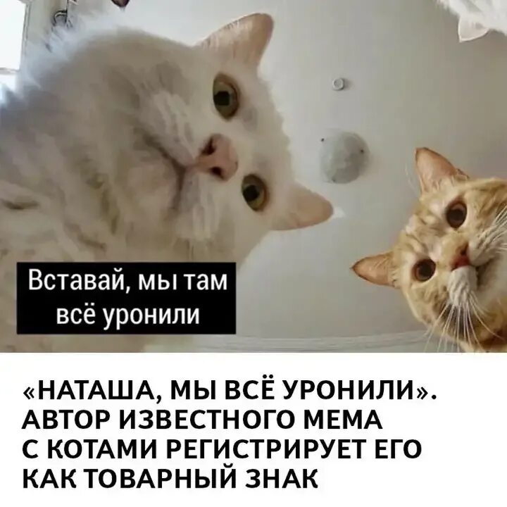 Там коты тут коты