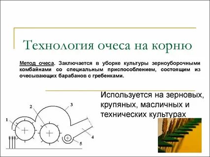 Очеса это