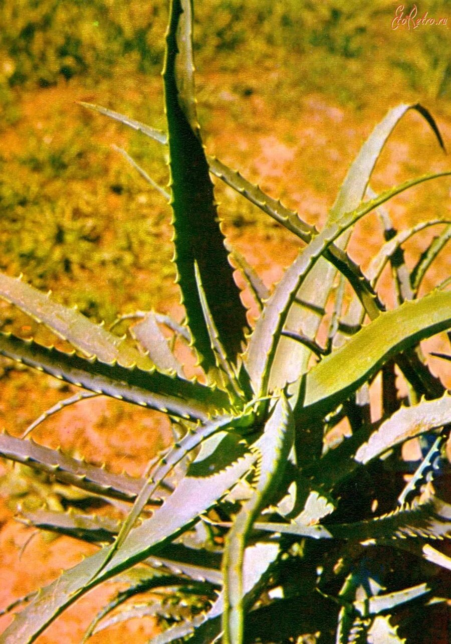 Aloe arborescens. Алоэ древовидное столетник. Алоэ Арборесценс. Среда обитания алоэ почвенная