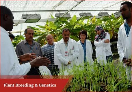 Plant breeding