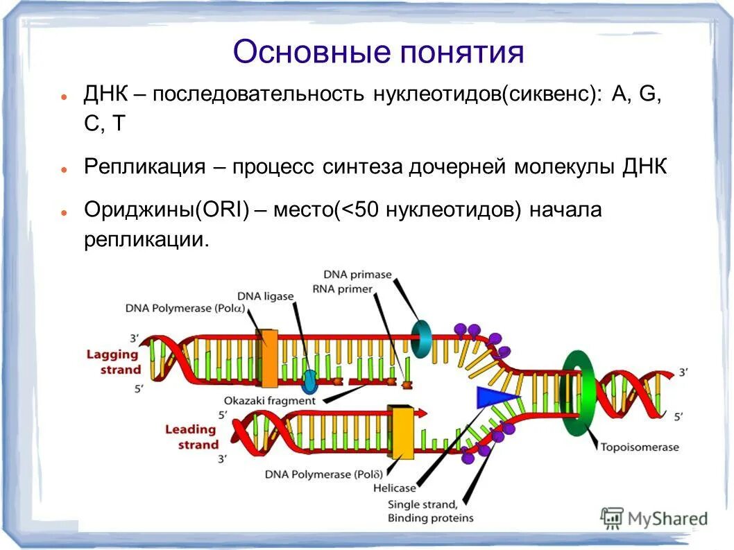 Схема репликации молекулы днк. Репликация днк оказаки. Изучите схему репликации днк эукариот. Мономеры репликации днк. Принципы и этапы репликации днк.
