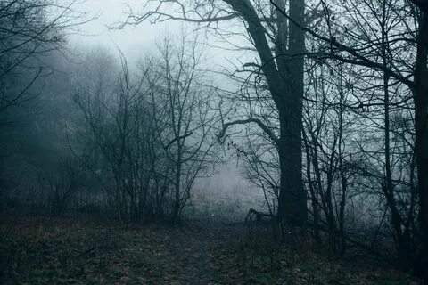 В глухой чаще старого мрачного