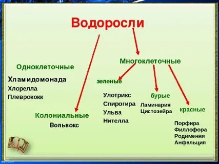 Какие зеленые водоросли многоклеточные