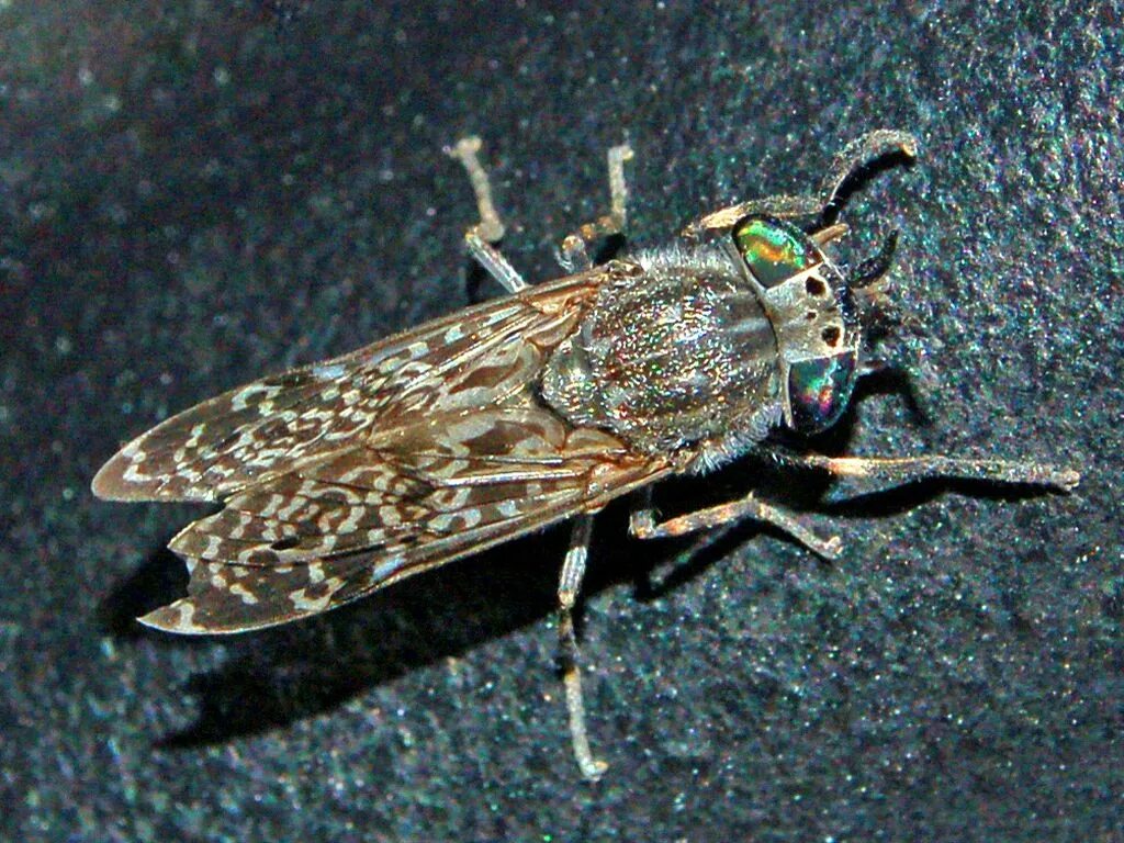 Слепень и овод разница как отличить. Слепень tabanus chrysurus. слепни (tabanidae). дождевка обыкновенная haematopota pluvialis. паут овод слепень.