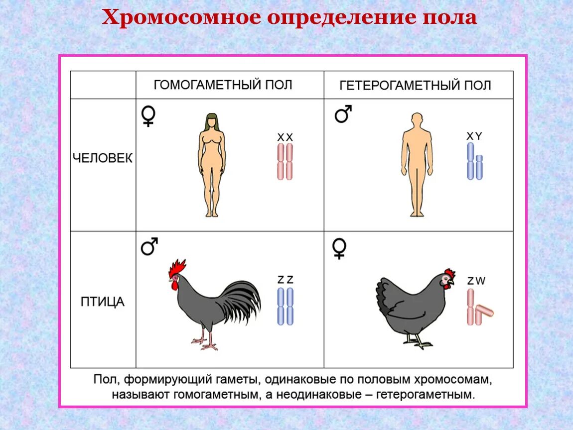 У человека есть пол. Половые хромосомы гетерогаметного пола:. Генетика пола у птиц. 9.4 Генетика пола.наследование признаков сцепленных с полом. Половые хромосомы петуха и курицы.