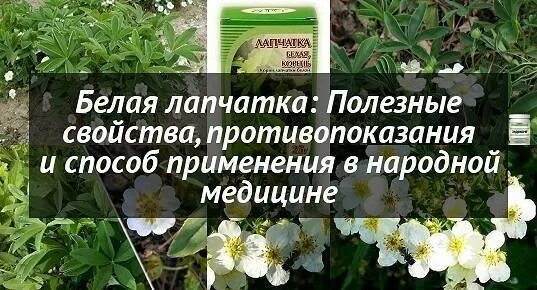 Лапчатка белая свойства и противопоказания для женщин. Лечебная лапчатка белая. Лапчатка бесплодная. Лапчатка белая плод. Лапчатка белая Алтайвита.