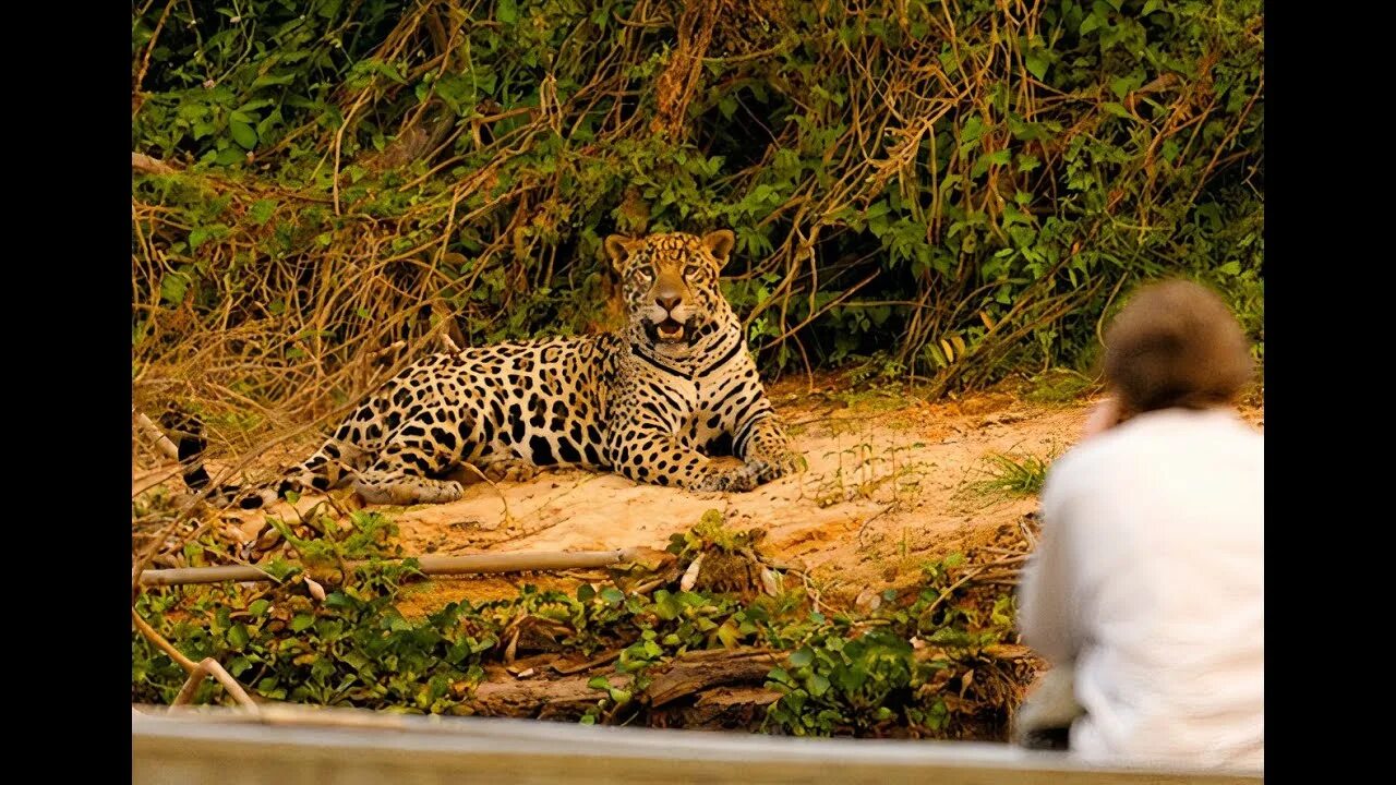 Wildlife adventure. Ягуар экстрим. Ягуар отдыхает фото. Animal Conservation Tourism.