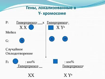 Группа генов локализованных в одной хромосоме