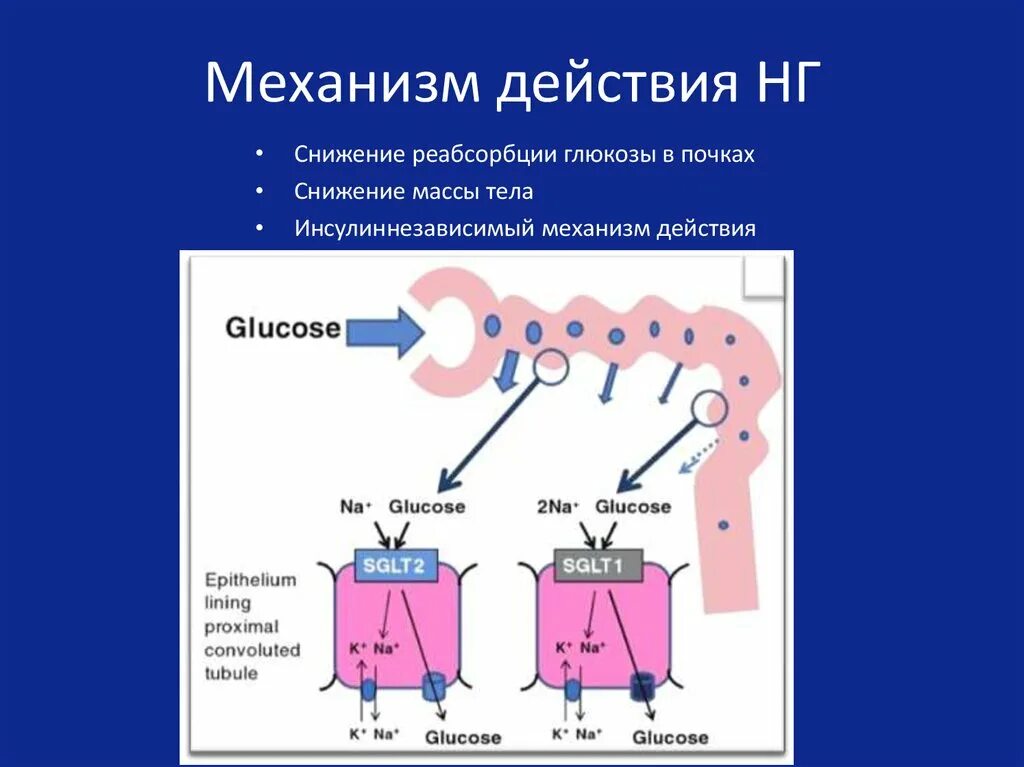 Образование в клетках растений глюкозы поглощение. Реабсорбция в канальцах почек Глюкоза. Средства, ингибирующие реабсорбцию Глюкозы в почках. Механизм обратоного всасыванияглюкозв. Механизм реабсорбции Глюкозы аминокислот фосфата в почках.