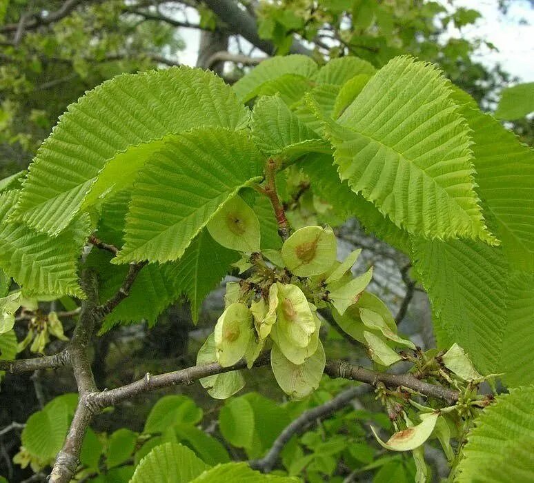 Вяз японский (ulmus japonica). Вяз мелколистный карагач. Скользкий вяз растение. Ржавый вяз растение. Каповый карагач дерево.