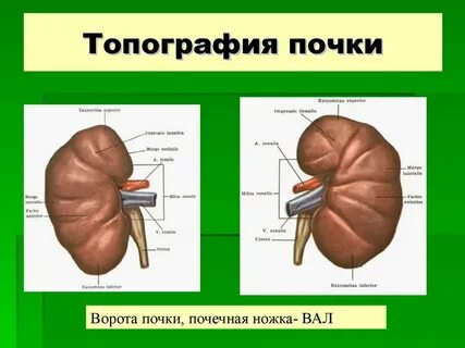 Как узнать почечную