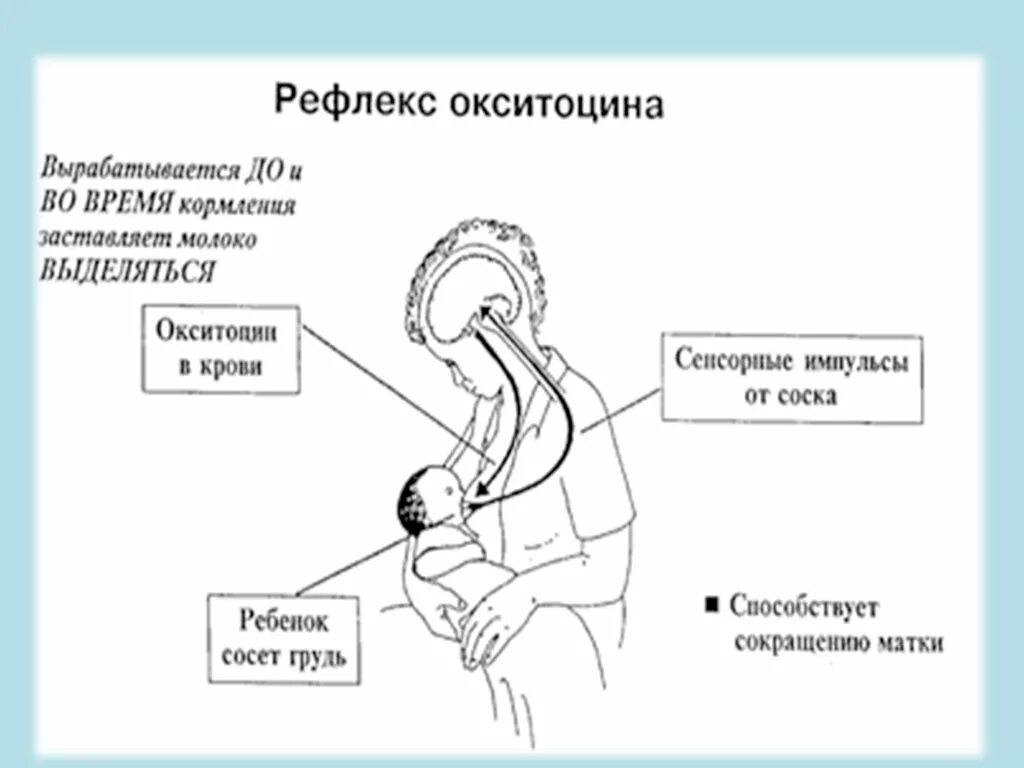 Выработка окситоцина. Процесс лактации у женщин. Процесс выработки грудного молока. Механизм выработки грудного молока. Этапы образования грудного молока.