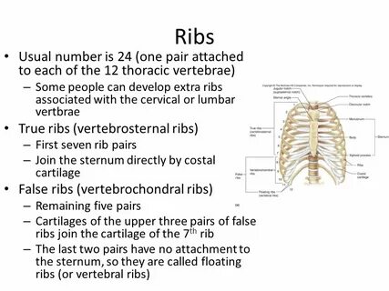 Ribs песня