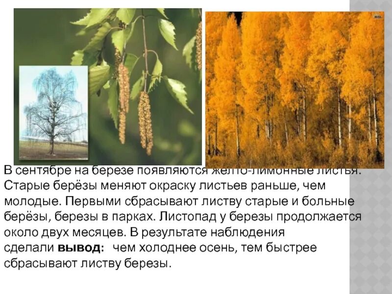 Когда заканчивается листопад у других деревьев каких. Окончание листопада у берёзы. листопад березы. листопад у берез заканчивается. листопад у деревьев заканчивается.