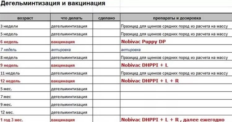 Прививка собаке после глистогонки через сколько