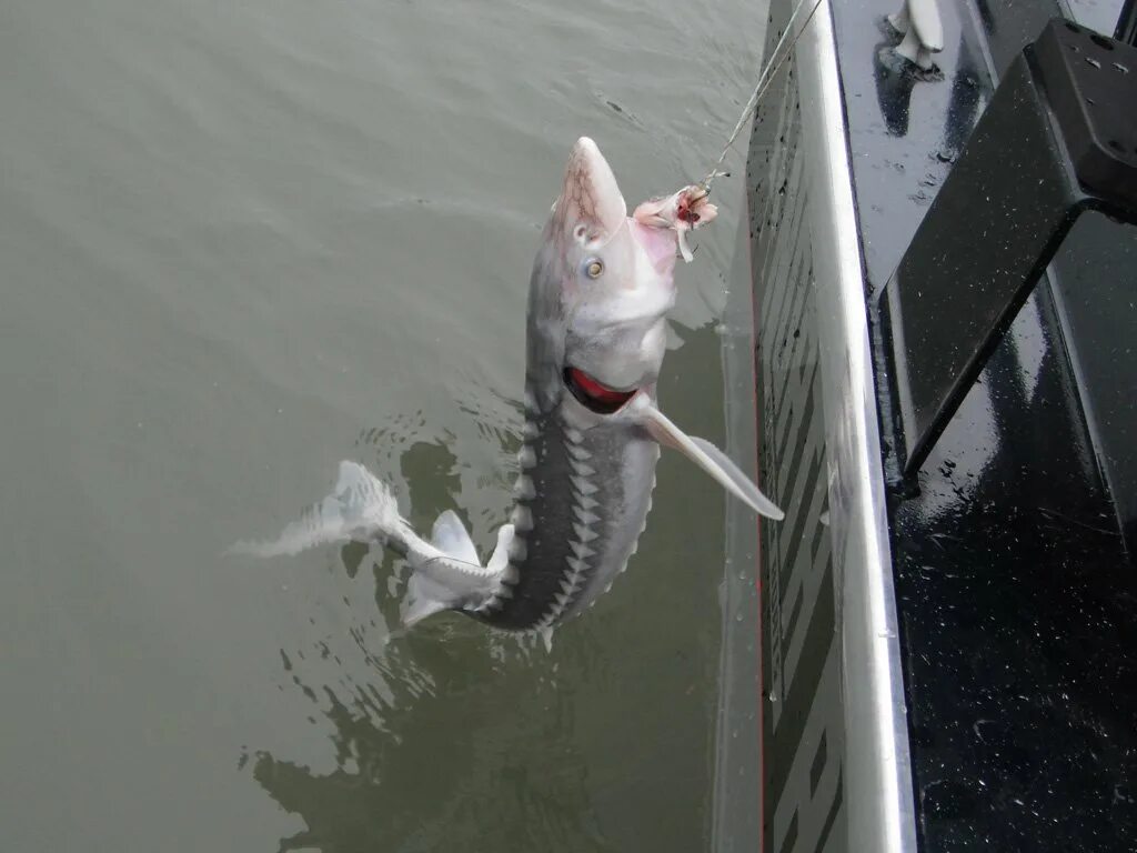 На что ловить осетра на рыбалке. Снасть на осетра. крючки на осетра. приманка на стерлядь. крючки для ловли стерляди.