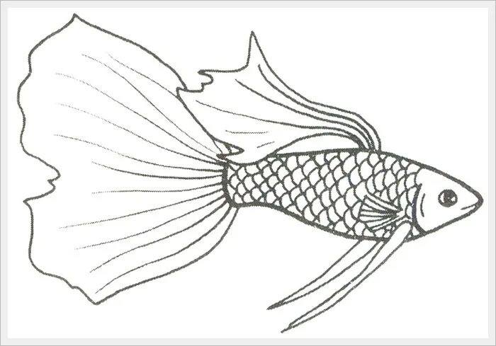 Была рыбка простая. Гуппи раскраска. Плавник рыбы рисунок. Нарисовать плавник. Плавники рыбы рисунок карандашом.