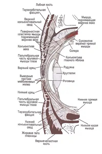 Где край века. Строение конъюнктивы глаза гистология. Иннервация Нижнего века анатомия. Веки анатомия строение. Строение глаза конъюнктива.