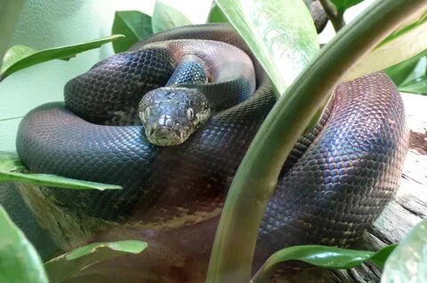 Liasis mackloti savuensis