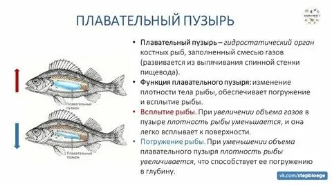 Какие плавники у окуня