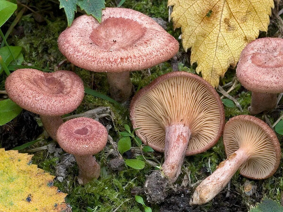 Волнушка съедобный или нет. Млечник неедкий гриб. Млечник камфорный Lactarius camphoratus. Волнушки млечники. Млечник жгуче-Млечный.