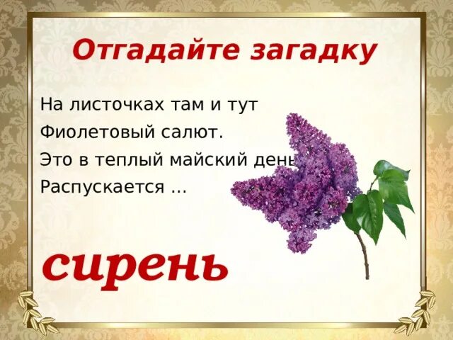 Загадка про сирень. Загадка про сирень для детей. Детские стихи про сирень. Стихи про сирень для детей 3-4 лет.