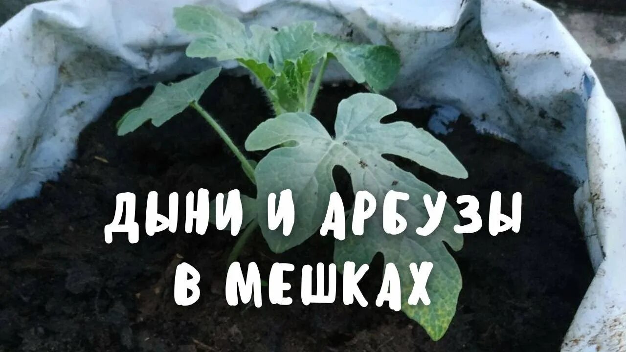 Пикировка дыни и арбуза. Арбузы в мешках. сажать арбузы в мешках. в мешке арбуз дыни. выращивание арбузов в мешках.