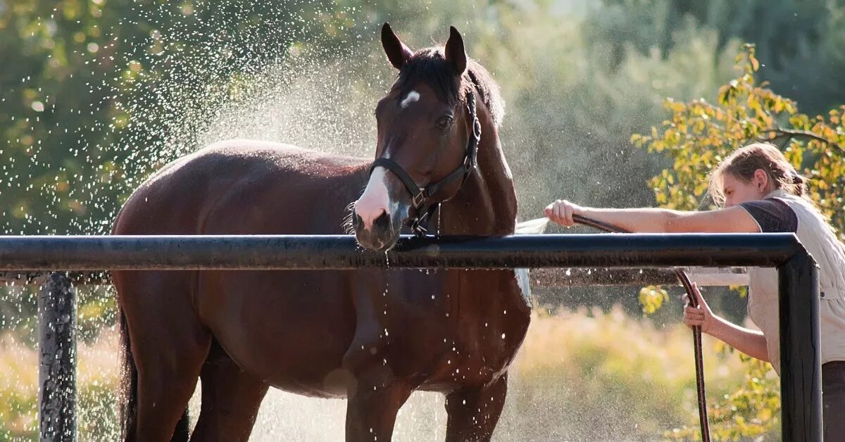 Конюх в конюшне. Девушка моет лошадь. Стоит заводить лошадь. Лошадь моют. Стоит заводить лошадь.
