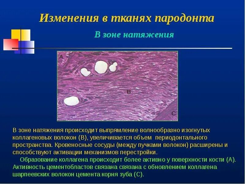 Морфологические изменения клеток. Морфологические изменения тканей. Морфологические изменения в околозубных тканях. Морфологические изменения организма это. Наиболее радиочувствительная ткань.