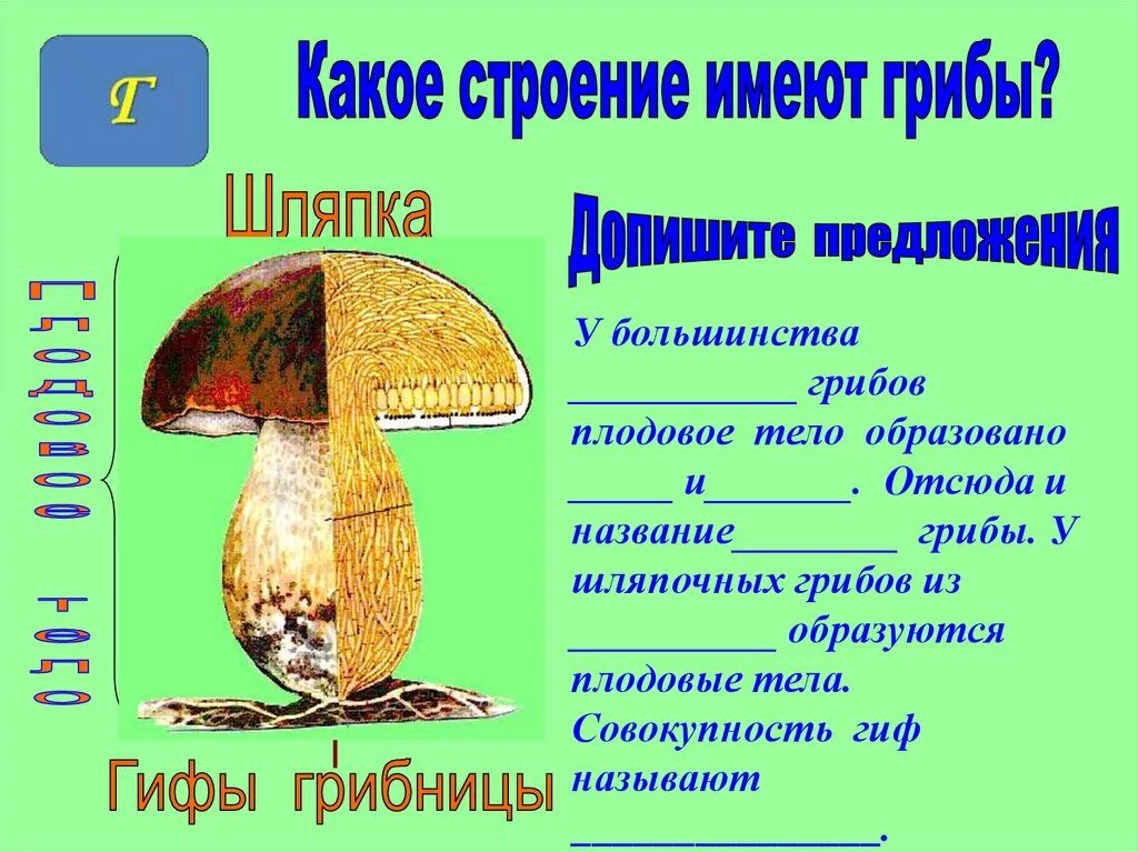 Плодовое тело шляпочных грибов образовано гифами. Грибы части шляпочного гриба. Строение шляпочного гриба. Гриб (плодовое тело). Назови шляпочные грибы