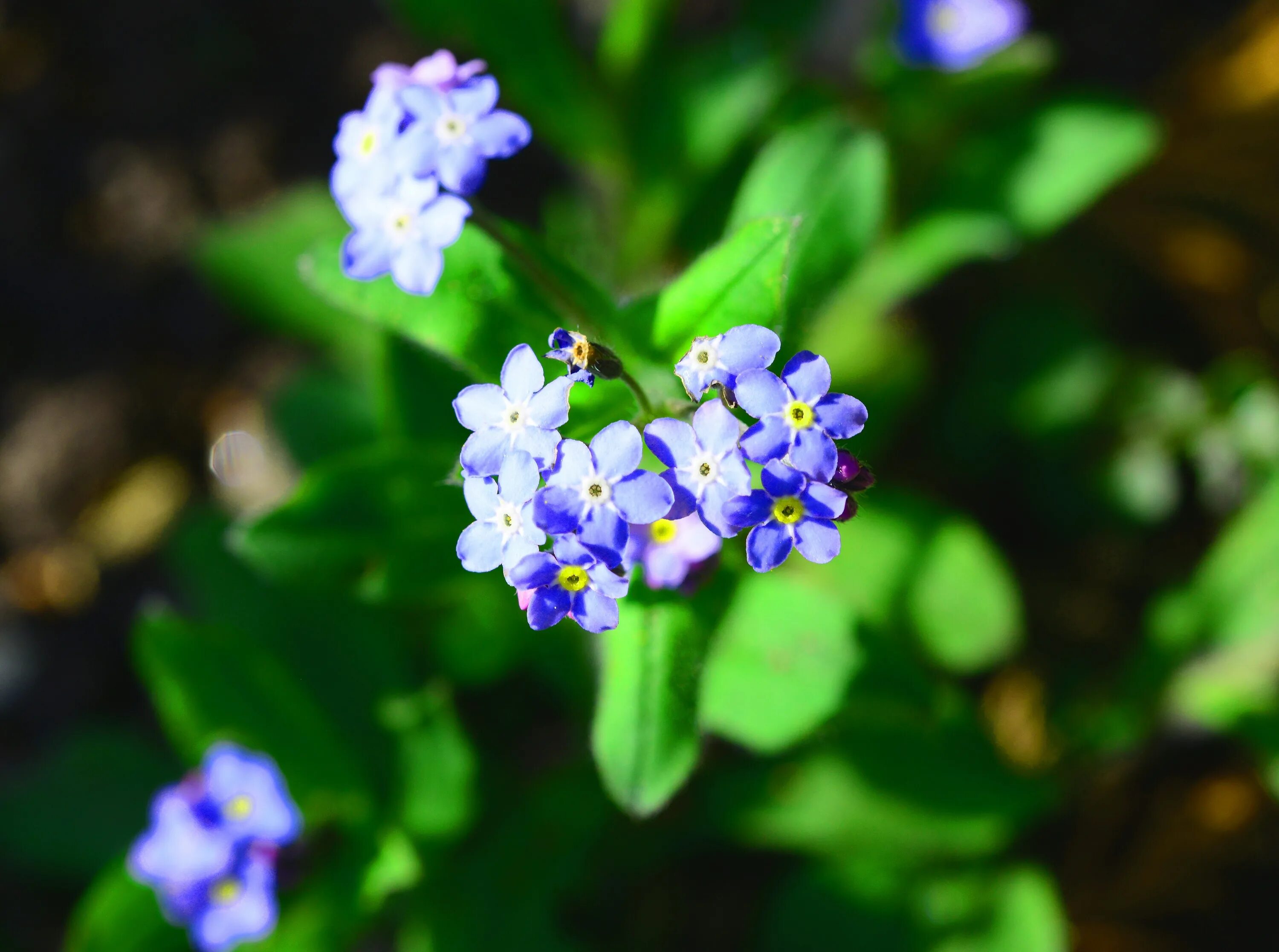 Можно ли незабудка. Миосотис Незабудка. Незабудка Myosotis Myomark. Незабудка гибридная. Myosotis terglouensis.