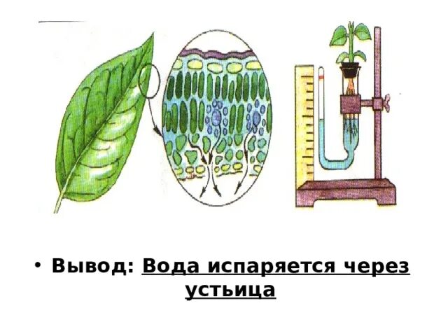 Тест испарение воды листопад. Испарение воды листьями. Опыт испарение воды растениями. Опыт показывающий испарение воды растениями. Испарение воды листьями растений.