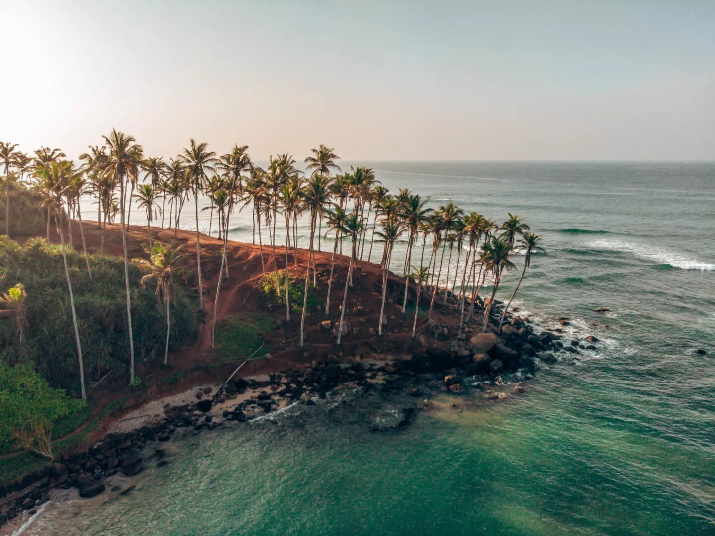 манго шри ланка. Coconut tree hill mirissa. королевский кокос. питьевой кокос шри ланка. кокосы на бали.
