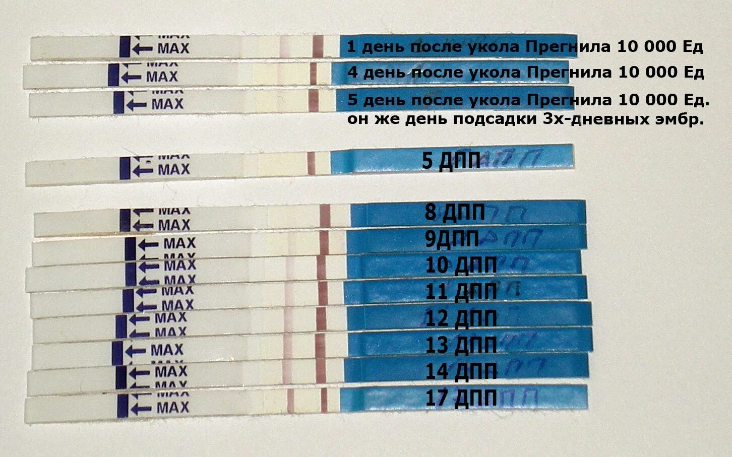 Тесты на беременность после подсадки эмбриона. Тесты на беременность после криопереноса по дням. Эко тест на беременность после подсадки. Эко тесты на беременность после переноса эмбриона. Тест на беременность 5 дней после подсадки.