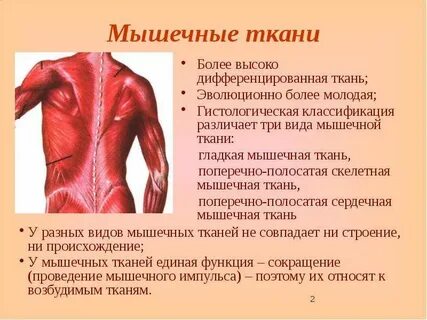 Стенка каких органов располагается гладкая мышечная ткань