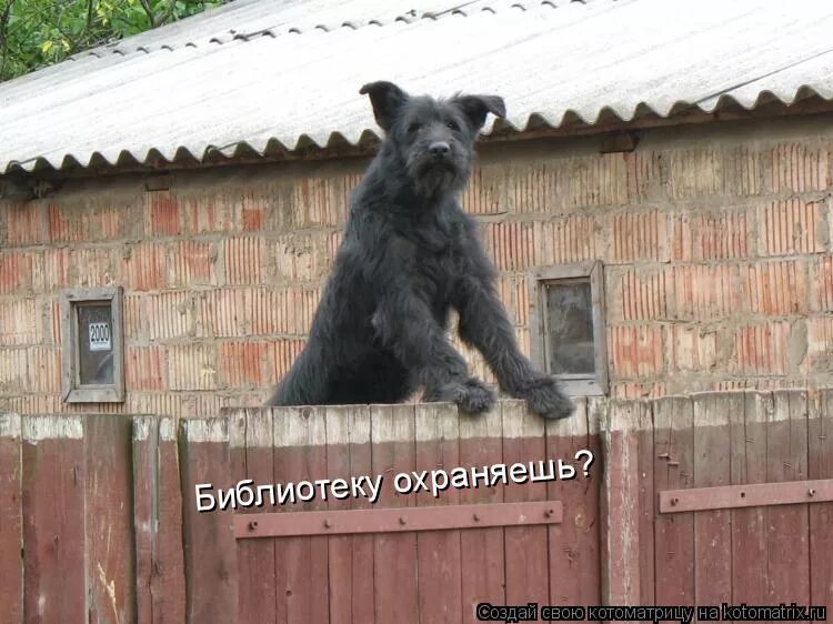 Как говорится дом. Собака охраняет дом прикол. злая собака из под забора.