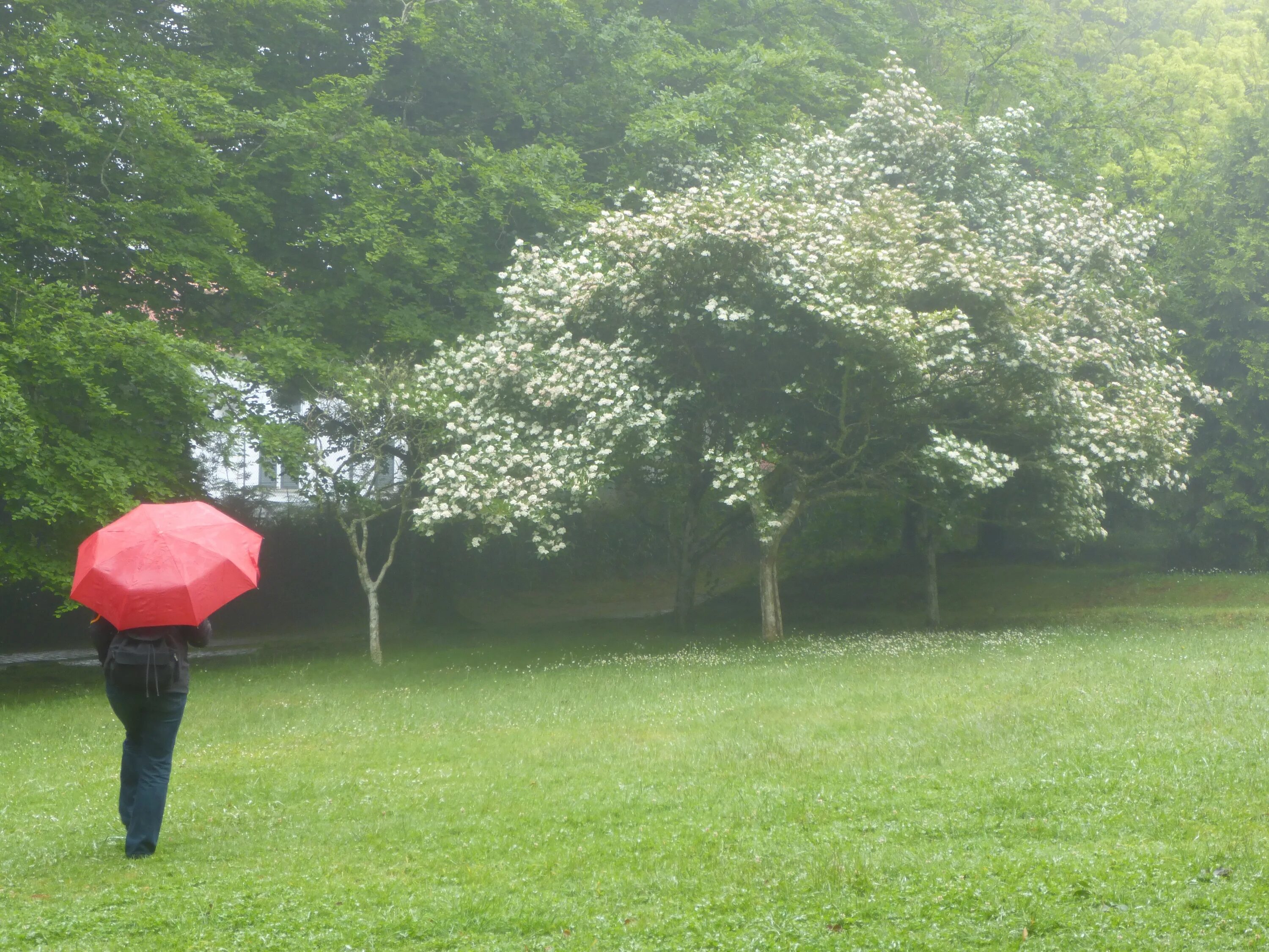 Трава зонтик. Растения под зонтом. Дерево зонт. Трава высокая зонтиком.