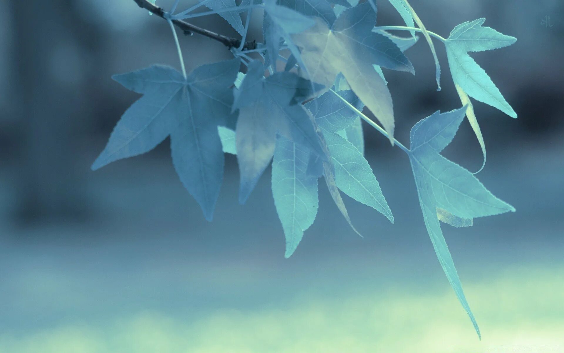 Нежные листья 2. Листья фон. Бирюзовые листья. Голубой лист. Синий фон с листьями.