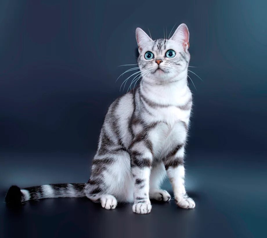 Котики разных видов