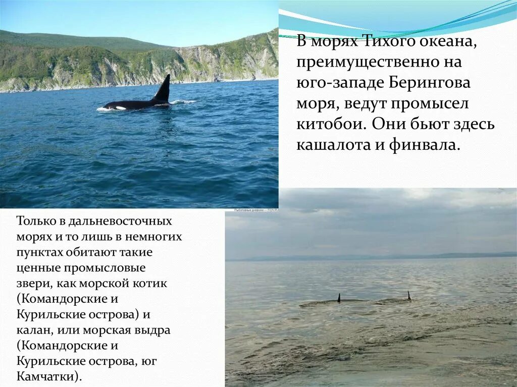 Какой бассейн берингова моря. Моря Тихого океана вывод. Промыслы Берингова моря. Моря Тихого океана презентация. Хозяйственная деятельность Берингова моря.