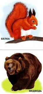 Медведь и белка картинки