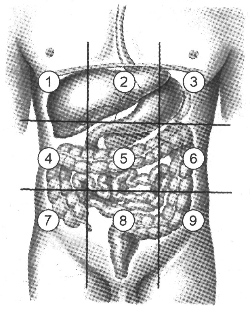 Иррадиация внизу живота. Проекция органов на переднюю брюшную стенку живота. Проекция органов на области брюшной стенки. Эпигастральная область брюшной полости органы. Проекция органов в подложечной области.