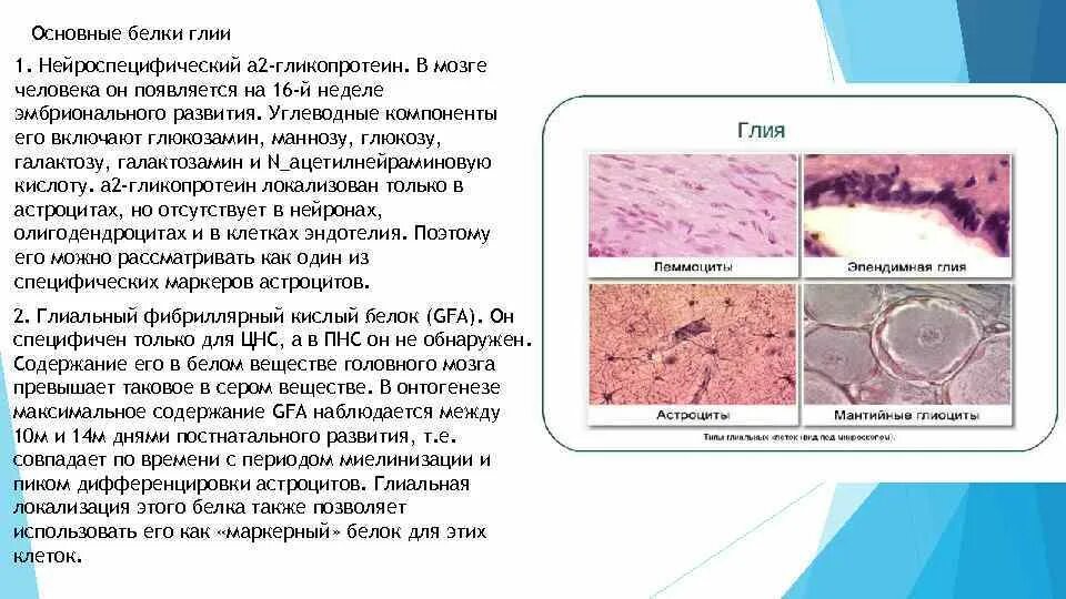 Белки нервной ткани биохимия. Белок нервной ткани. Простые белки нервной ткани. Нервная система белки. Особенности обмена белков в нервной ткани.