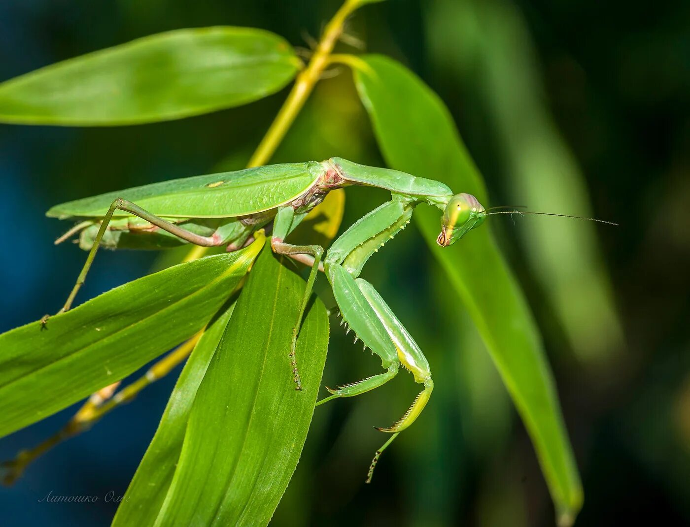 Российский богомол. Закавказский древесный богомол. Sphodromantis viridis богомол. Древесный богомол Hierodula SP. Vietnam. Богомол древесный Hierodula tenuidentata.