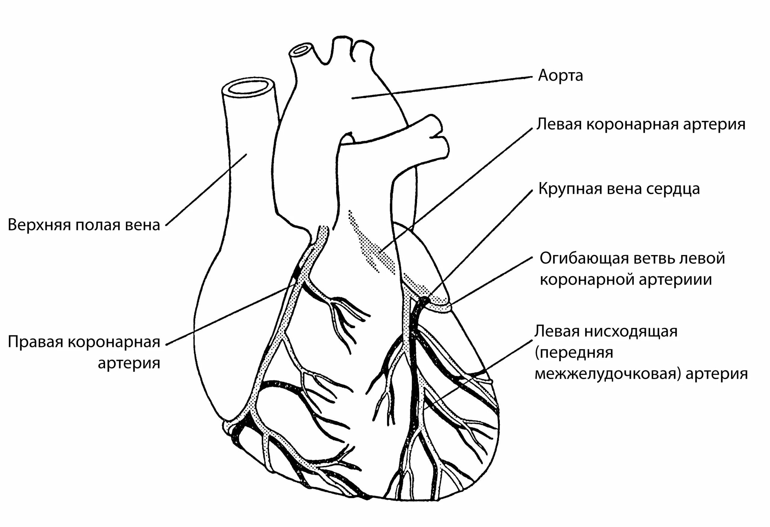 Коронарные артерии сердца схема. Кровоснабжение правой венечной артерии. Правая венечная артерия сердца анатомия. Коронарные артерии венечные вены. Сердечные артерии и вены