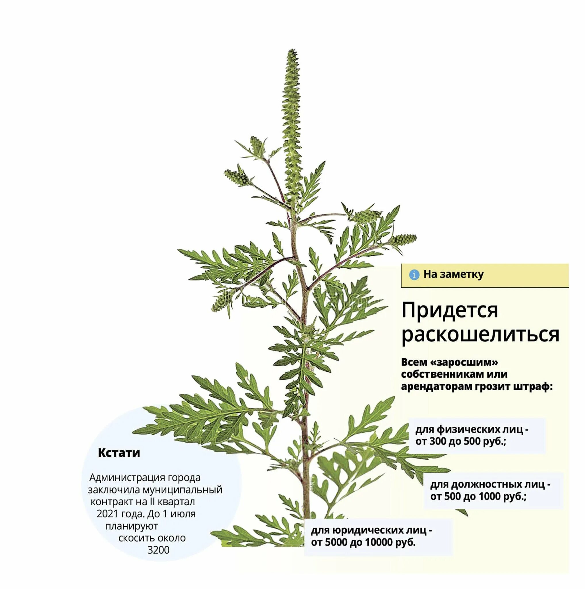 Амброзия растение сорные растения. Амброзия полыннолистная описание растения. Амброзия сорняк. Амброзия карантинный сорняк. Амброзия в россии