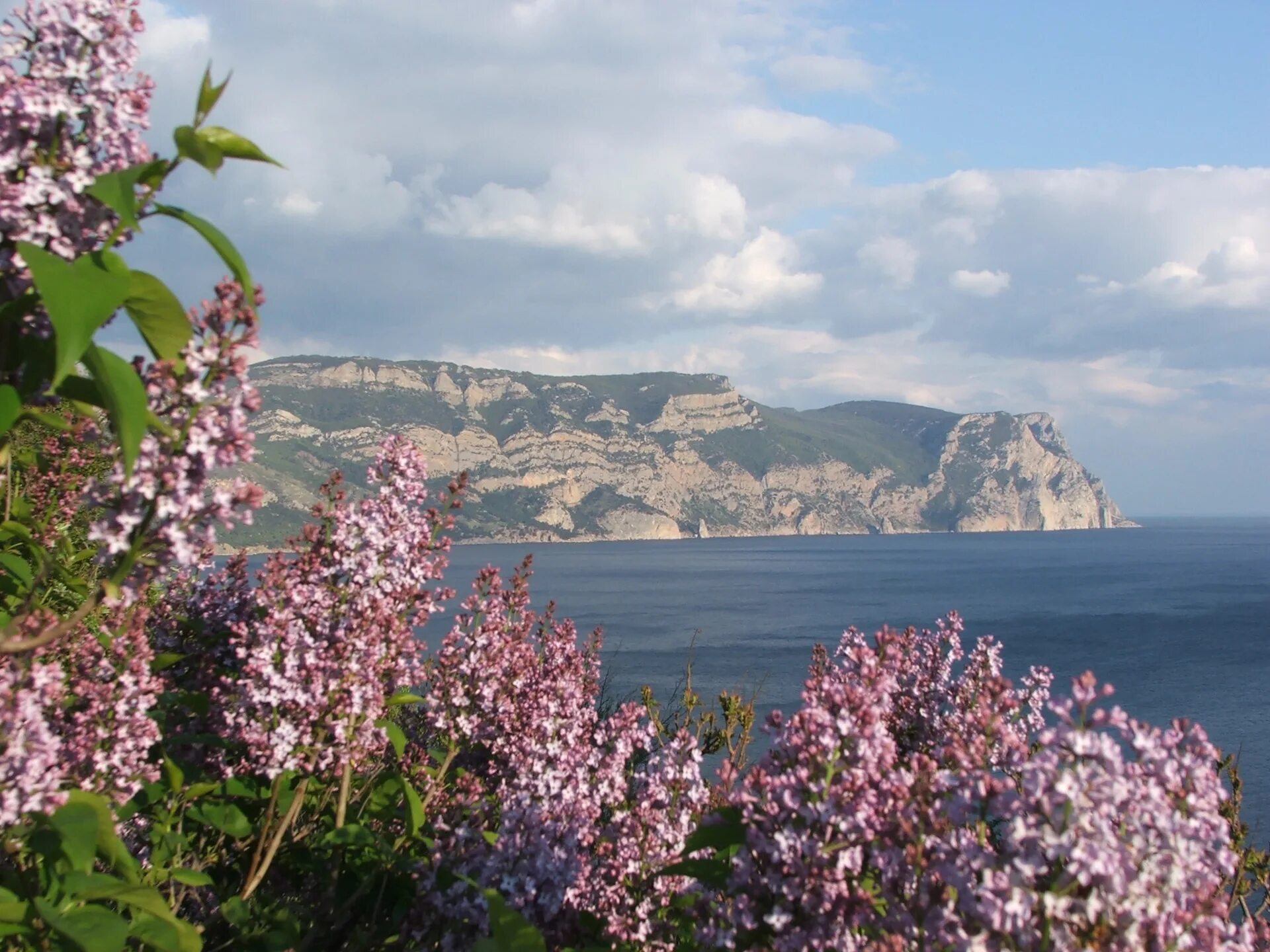 Балаклава Крым. Южный берег Крыма. Балаклава цветёт фотовесной.