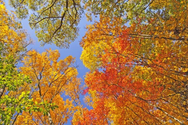 Fall in colours. Fall in colours